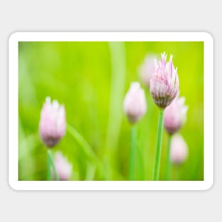 Chives Flower Buds Sticker